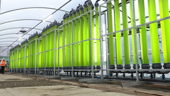 Algae production photobioreactors
